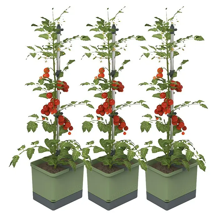 Gusta Garden Pflanztopf Tom Tomato - 68,7 x 103,5 x 27,7 cm, Dunkelgrün, 3 -tlg. - Drei Tomatenpflanzen in grünen Töpfen mit reifen, roten Tomaten an Stützstäben, ideal für den Anbau auf kleinem Raum.