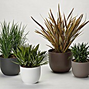 Pflanztopf Rio Greener (Außenmaß (Ø x H): 35 x 28 cm, Kunststoff, Taupe) | BAUHAUS