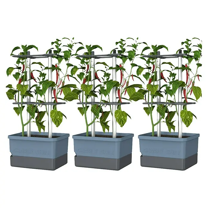 Gusta Garden Pflanzgefäß Charly Chili - 68,7 x 103,5 x 27,5 cm, Blau, 3 -tlg. - Drei Charly Chili-Pflanzkästen mit Pflanzen und roten Chilis, die an Stützstrukturen wachsen. Ideal für den Anbau von Chilis auf kleinem Raum.