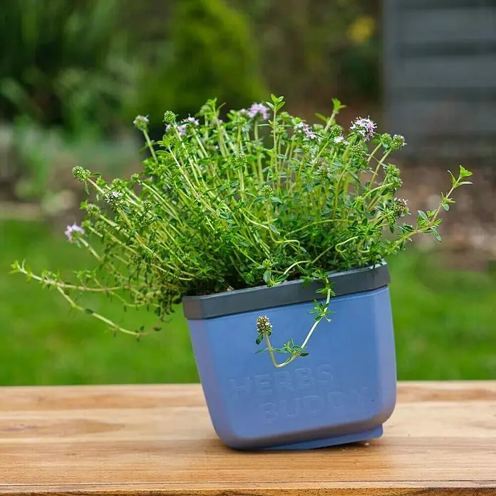 Gusta Garden Anzucht-Set Stadtkräutergarten Set - 6 -tlg., Blau - Blühender Thymian im "Herbs Buddy" Topf auf Holztisch, ideal für Küche oder Garten. Die Pflanze ist gesund und attraktiv.