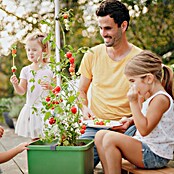 Gusta Garden Pflanzgefäß Tom Tomato (68,7 x 103,5 x 27,7 cm, Dunkelgrün, 3 -tlg.) | BAUHAUS