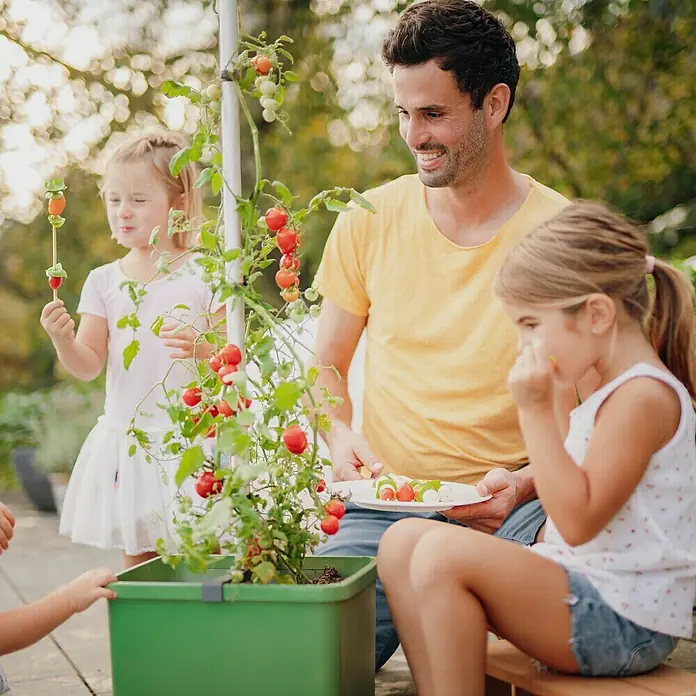 Gusta Garden Pflanztopf Tom Tomato - 68,7 x 103,5 x 27,7 cm, Dunkelgrün, 3 -tlg. - Eine Familie erntet und isst frische Tomaten aus einem grünen Pflanzgefäß. Perfekt für den Anbau auf kleinem Raum!