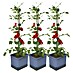 Gusta Garden Pflanzgefäß Tom Tomato 