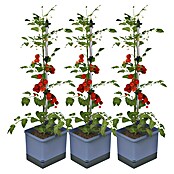 Gusta Garden Pflanzgefäß Tom Tomato (68,7 x 103,5 x 27,7 cm, Blau, 3 -tlg.) | BAUHAUS