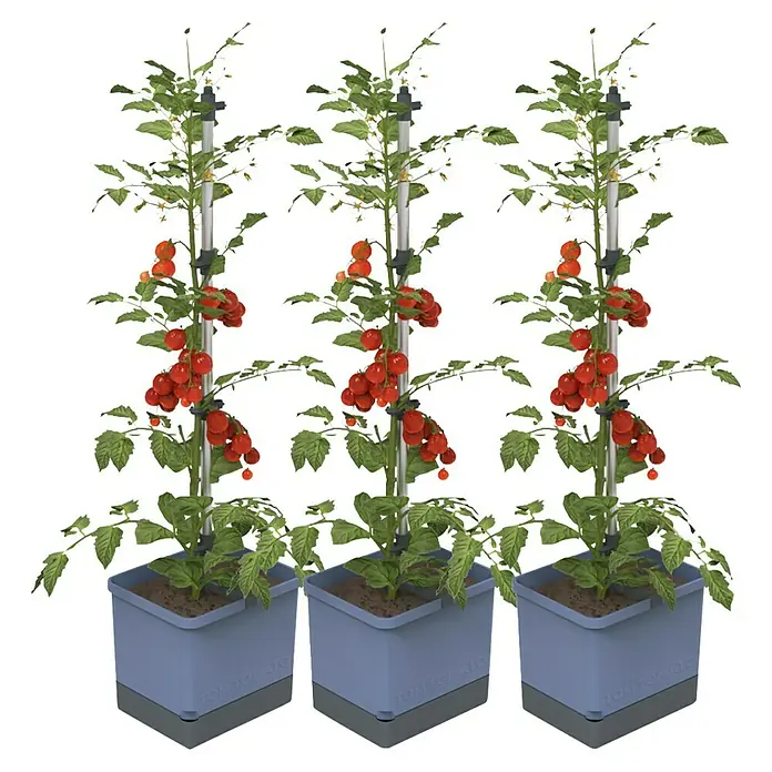 Gusta Garden Pflanzgefäß Tom Tomato - 68,7 x 103,5 x 27,7 cm, Blau, 3 -tlg. - Drei TomTato-Pflanzgefäße mit reifen, roten Tomaten, die an hohen Stielen wachsen. Ideal für den Anbau auf kleinem Raum.