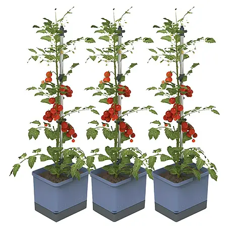 Gusta Garden  Pflanzgefäß Tom Tomato