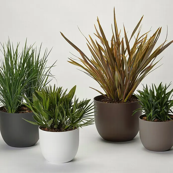 Pflanztopf Rio Greener - Außenmaß (Ø x H): 35 x 28 cm, Kunststoff, Weiß - Eine Nahaufnahme von vier Zimmerpflanzen in Töpfen unterschiedlicher Größe und Farbe, die ein schönes botanisches Arrangement bilden.