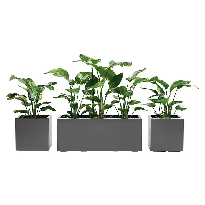 Pflanzkübel Greener KEBE - Außenmaß (L x B x H): 39,5 x 39,5 x 39,5 cm, Kunststoff, Anthrazit - Drei moderne graue Pflanzgefäße mit üppigen grünen Pflanzen aufgereiht, ideal für Innen- und Außenbereiche, die zeitgenössische Eleganz ausstrahlen.