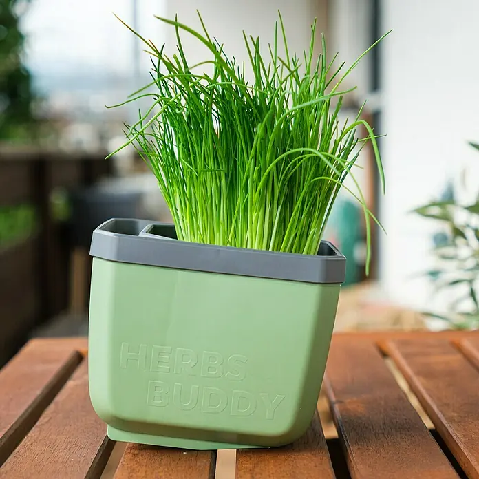 Gusta Garden Anzucht-Set Stadtkräutergarten Set - 6 -tlg., Dunkelgrau - Nahaufnahme eines Kräutertopfes "Herbs Buddy" mit frischen, grünen Kräutern auf einem Holztisch, ideal für die Küche.