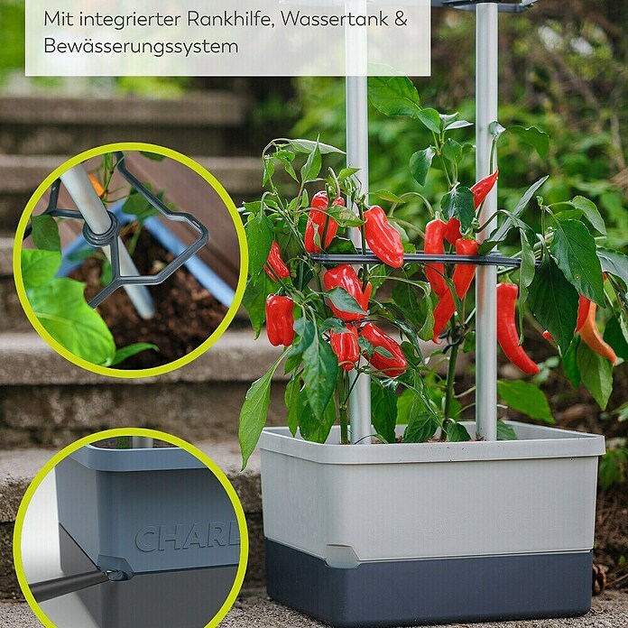 Gusta Garden Anzucht-Set Chili-Starter-Set (5 -tlg., Hellgrau) | BAUHAUS