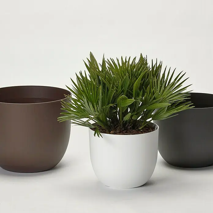 Pflanztopf Rio Greener - Außenmaß (Ø x H): 35 x 28 cm, Kunststoff, Braun - Eine Nahaufnahme von drei Pflanztöpfen in Braun, Weiß und Schwarz, wobei der weiße Topf eine grüne Pflanze enthält.