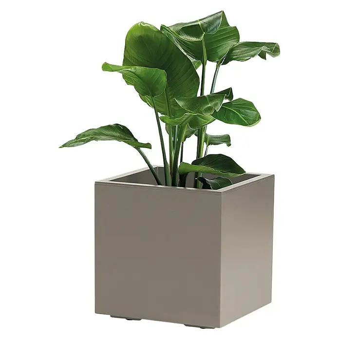 Pflanzkübel Greener KEBE - Außenmaß (L x B x H): 39,5 x 39,5 x 39,5 cm, Kunststoff, Taupe - Ein moderner, quadratischer Pflanzkübel in Taupe beherbergt eine üppige Strelitzie, die mit ihren grossen, grünen Blättern einen tropischen Akzent setzt.