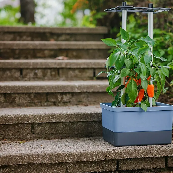Gusta Garden Pflanzgefäß Charly Chili - 68,7 x 103,5 x 27,5 cm, Blau, 3 -tlg. - Der Charly Chio Pflanzkasten mit Paprikapflanze. Ideal für den Anbau von Gemüse auf kleinem Raum.