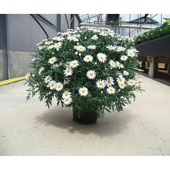 Piardino Strauchmargerite - Argyranthemum frutescens, Topfgröße: 18 cm, Weiß - Ein Topf mit einer üppigen Margeritenpflanze, die mit vielen weißen Blüten und grünen Blättern übersät ist und eine schöne Kugelform bildet.