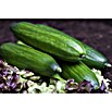 Cucumis sativus 12 Schlangengurke BIO