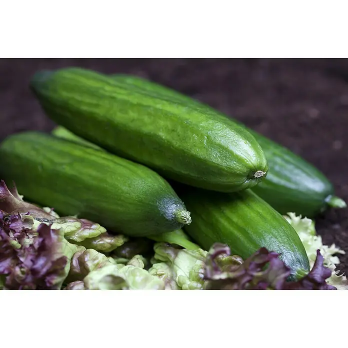 Piardino Snack-Gurke - Cucumis sativus, 9 cm, Erntezeit: Juli - Ein Haufen knackiger, grüner Gurken, perfekt für Salate oder als erfrischender Snack, auf einem Bett frischer Salatblätter.