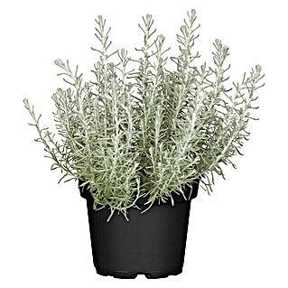Piardino Currykraut Bio (Helichrysum italicum)