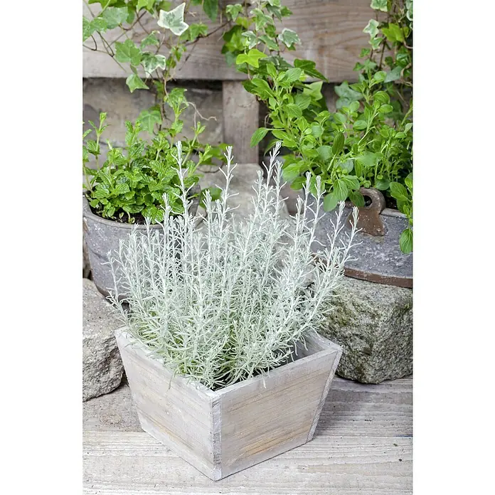 Piardino Currykraut Bio - Helichrysum italicum - Bild einer Kübelpflanze mit silbernem Strauch in einem Holzkübel, umgeben von grünen Pflanzen und Steinen für eine natürliche Gartendekoration.