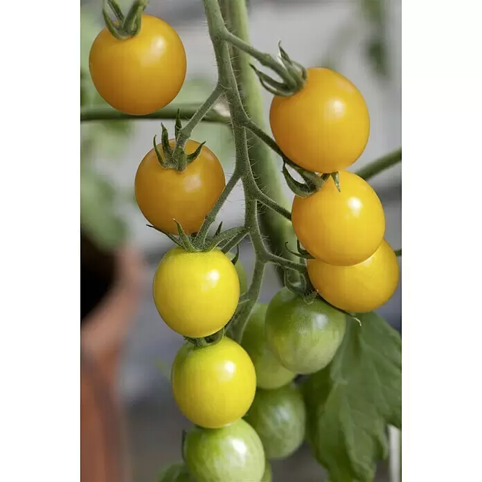 Piardino Cherrytomate Solena Sweet Yellow - Solanum lycopersicum var. cerasiforme, 12 cm, Erntezeit: Juli, Farbe Frucht: Gelb - Detailaufnahme