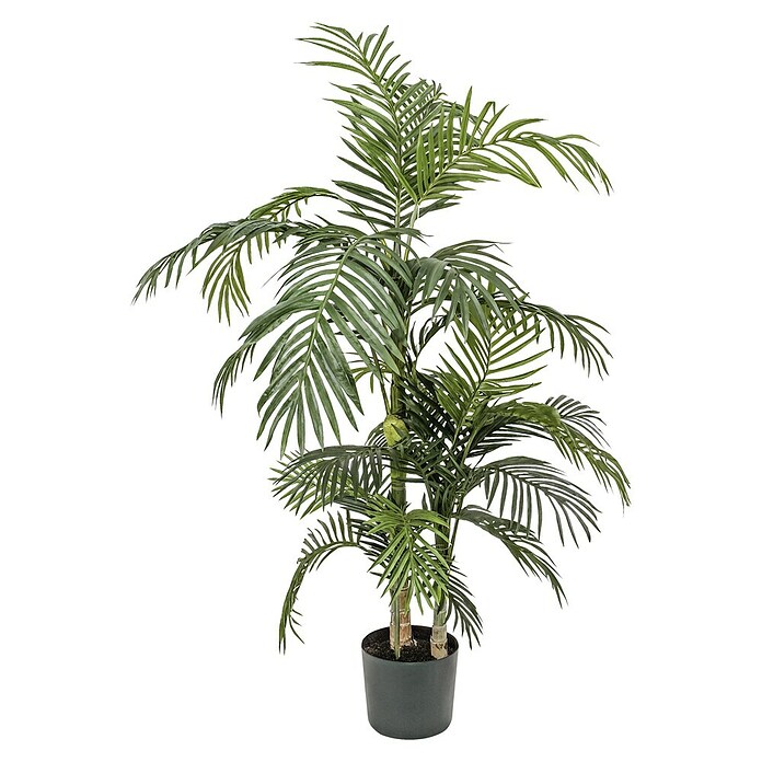 ARECA PALME GOLDEN CANE H150 GRUEN IN PLASTIKTOPF