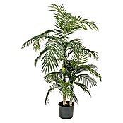 ARECA PALME GOLDEN CANE H150 GRUEN IN PLASTIKTOPF