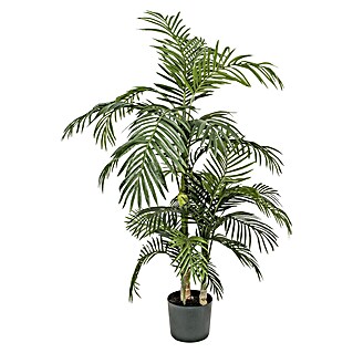 kirschlorbeer kaufen toom Kirschlorbeer 'Novita' kaufen | Prunus laurocerasus 'Novita' main image 0