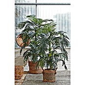 ARECA PALME GOLDEN CANE H150 GRUEN IN PLASTIKTOPF