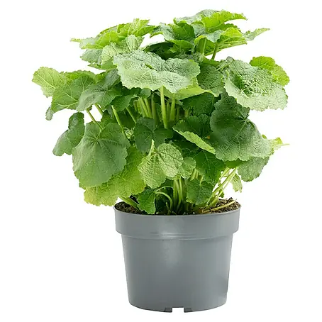 Piardino  Stockrose