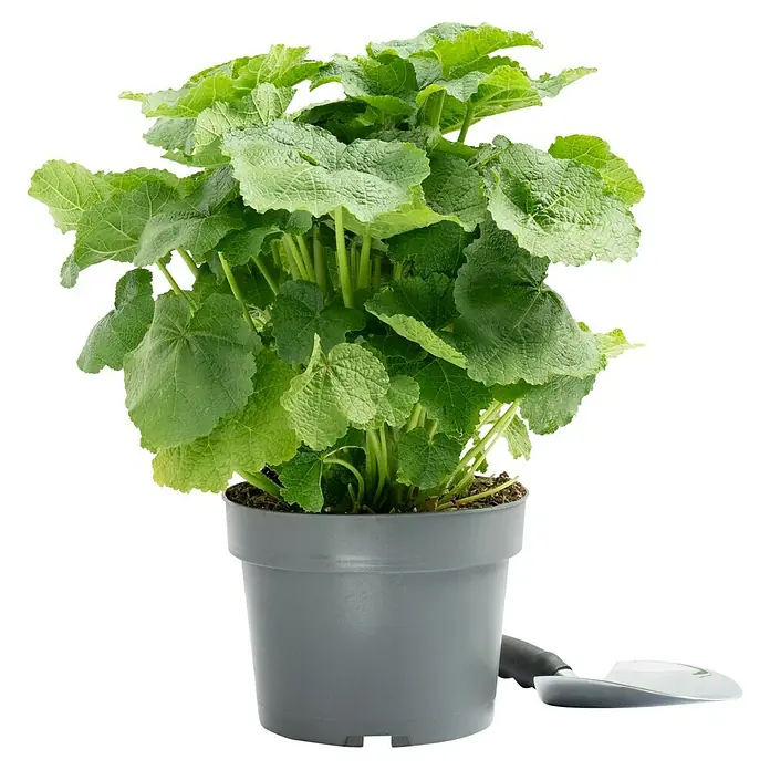 Piardino Stockrose - Alcea rosea, Topfgröße: 19 cm - Ein üppiger Malvenstrauch in einem modernen grauen Topf, der seine grünen Blätter zur Schau stellt und einen Hauch von Natur ins Haus bringt.