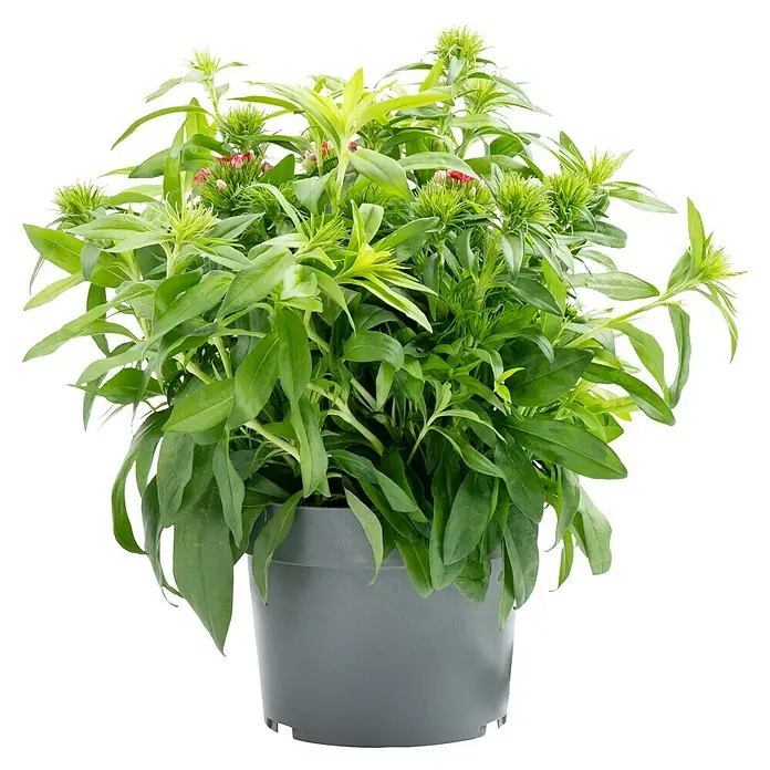 Piardino Garten-Bart-Nelke - Dianthus barbatus, Topfgröße: 19 cm - Die Dianthus Green Trick Pflanze in einem grauen Topf präsentiert ihre faszinierenden, grünen Blütenstände und üppigen, grünen Blätter.
