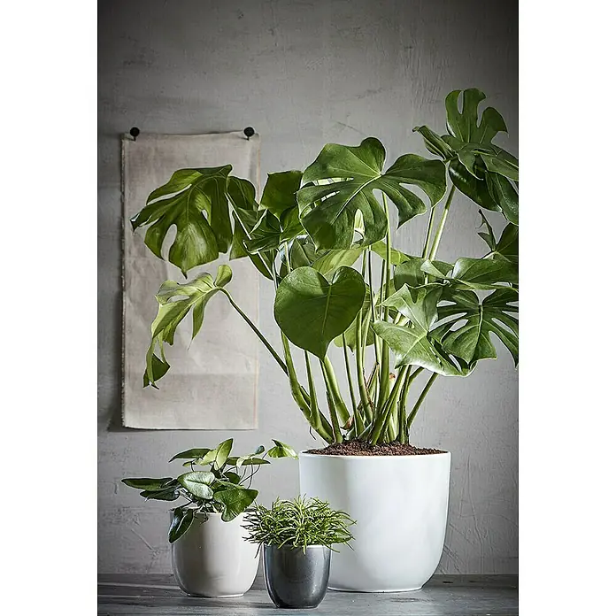 Kunstpflanze Monstera - Ø x H: 75 x 100 cm, Grün, Kunststoff - Große Monstera-Pflanze in einem weißen Topf, flankiert von zwei kleineren Pflanzen in Töpfen in Weiß und Anthrazit. Dekorative Pflanzen für Innenräume.