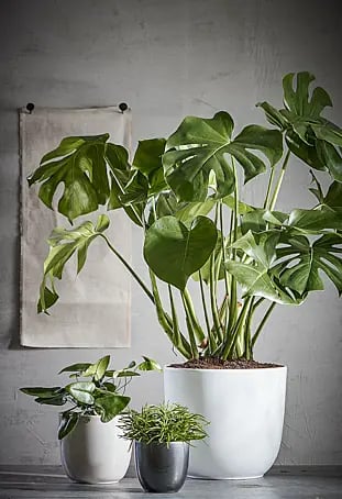 Kunstpflanze Monstera -  x H: 75 x 100 cm, Grn, Kunststoff online kaufen  bei BAUHAUS