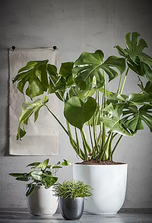 Kunstpflanze Monstera -  x H: 75 x 100 cm, Grn, Kunststoff online kaufen  bei BAUHAUS