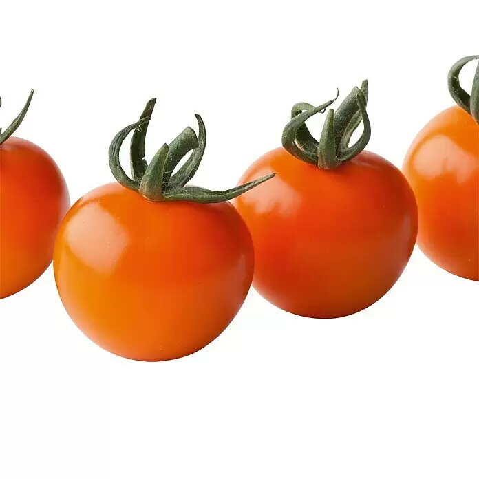 Piardino Cherrytomate Solena Sweet Orange - Solanum lycopersicum var. cerasiforme, 12 cm, Erntezeit: Juli, Farbe Frucht: Orange - Stimmungsaufnahme