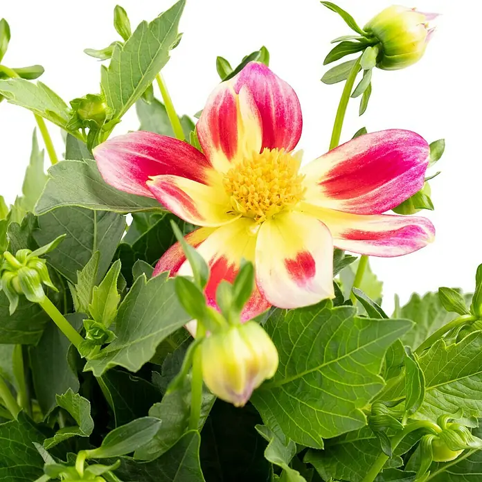 Piardino Dahlie dunkellaubig - Dahlia Hybride, Topfgröße: 19 cm, Rot/Gelb/Weiß - Nahaufnahme einer Dahlie mit gelben und roten Blütenblättern, umgeben von grünen Blättern und Knospen, die die Schönheit der Pflanze hervorhebt.