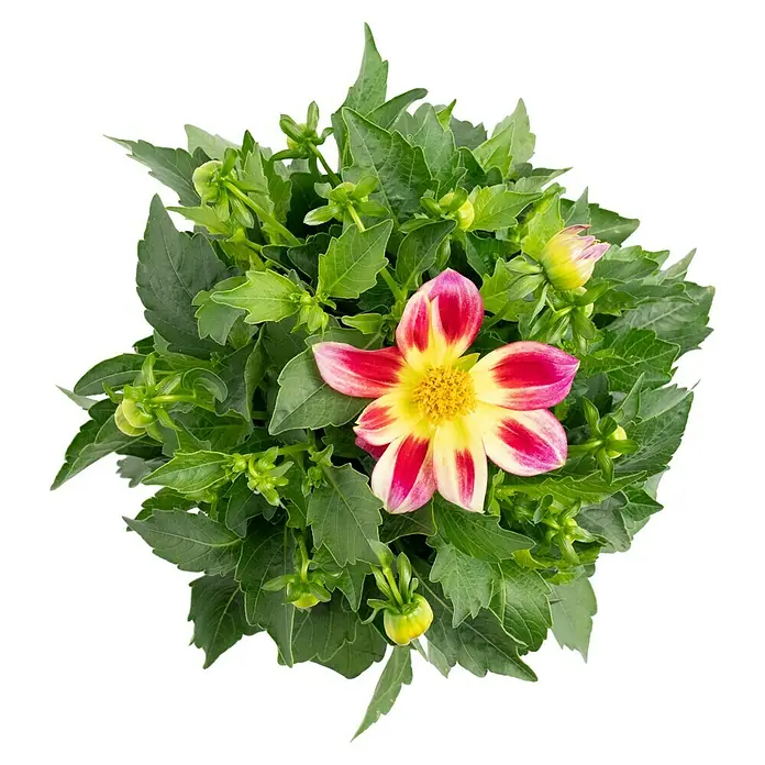 Piardino Dahlie dunkellaubig - Dahlia Hybride, Topfgröße: 19 cm, Rot/Gelb/Weiß - Ein leuchtendes Dahlien-Arrangement mit einer roten und gelben Blüte, umgeben von üppigem Grün. Ein Farbklecks für jeden Raum.