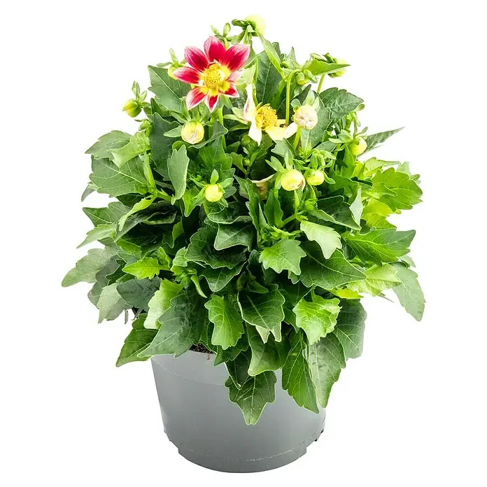 Piardino Dahlie dunkellaubig - Dahlia Hybride, Topfgröße: 19 cm, Rot/Gelb/Weiß - Üppiger Dahlienbusch im Topf, mit roten und gelben Blüten sowie grünen Blättern, eine farbenfrohe und natürliche Dekoration.