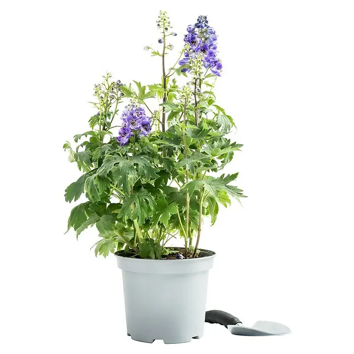 Piardino Rittersporn - Delphinium Hybride, Blau/Lila - Eine blaue Delphinium-Pflanze in einem grauen Topf, die eine elegante und farbenfrohe Ergänzung für jeden Garten oder Innenraum darstellt.