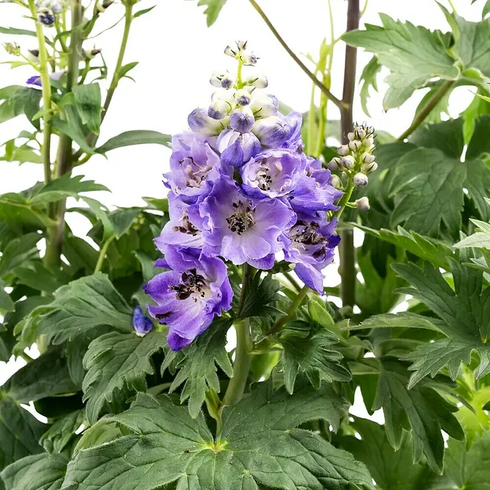 Piardino Rittersporn - Delphinium Hybride, Blau/Lila - Nahaufnahme einer üppigen Delphinium-Pflanze mit blühenden lila Blüten und grünen Blättern. Die Pflanze steht im Mittelpunkt der Aufnahme.