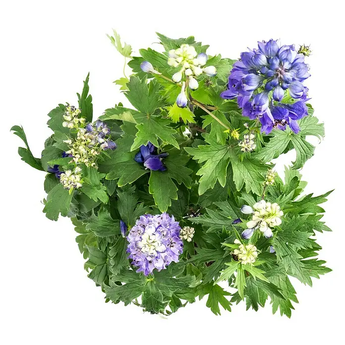 Piardino Rittersporn - Delphinium Hybride, Blau/Lila - Nahaufnahme einer Pflanze mit grünen Blättern und violetten und weißen Blüten. Die Blüten und Blätter wirken frisch und lebendig.
