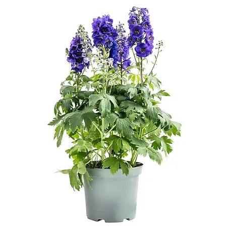 Piardino  Rittersporn