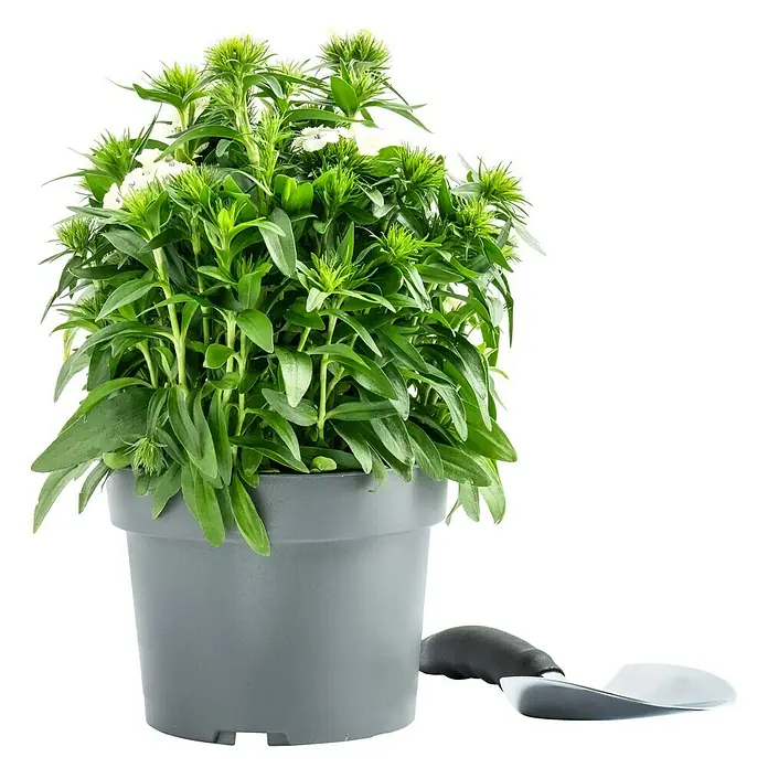 Piardino Garten-Bart-Nelke - Dianthus barbatus, Topfgröße: 19 cm - Ein Topf mit grünen Bartnelken, ein attraktiver Blickfang für jeden Garten. Die Pflanze ist in einem modernen grauen Topf.