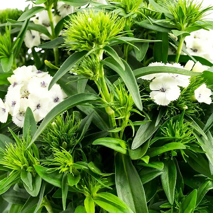 Piardino Garten-Bart-Nelke - Dianthus barbatus, Topfgröße: 19 cm - Nahaufnahme einer lebhaften Ansammlung von weißen Bartnelken und grünen Nelken, die die filigranen Details der Blüten und Blätter hervorhebt.