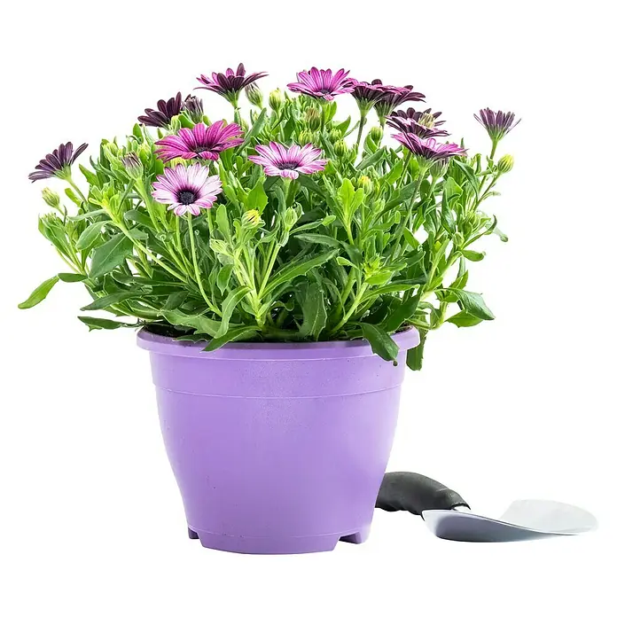 Piardino Kapkörbchen - Osteospermum ecklonis, Topfgröße: 18 cm, Sortenabhängig - Ein lila Topf mit blühenden Kapkörbchen und einer kleinen Gartenschaufel daneben. Ideal für Gartenfreunde und Balkonbesitzer!