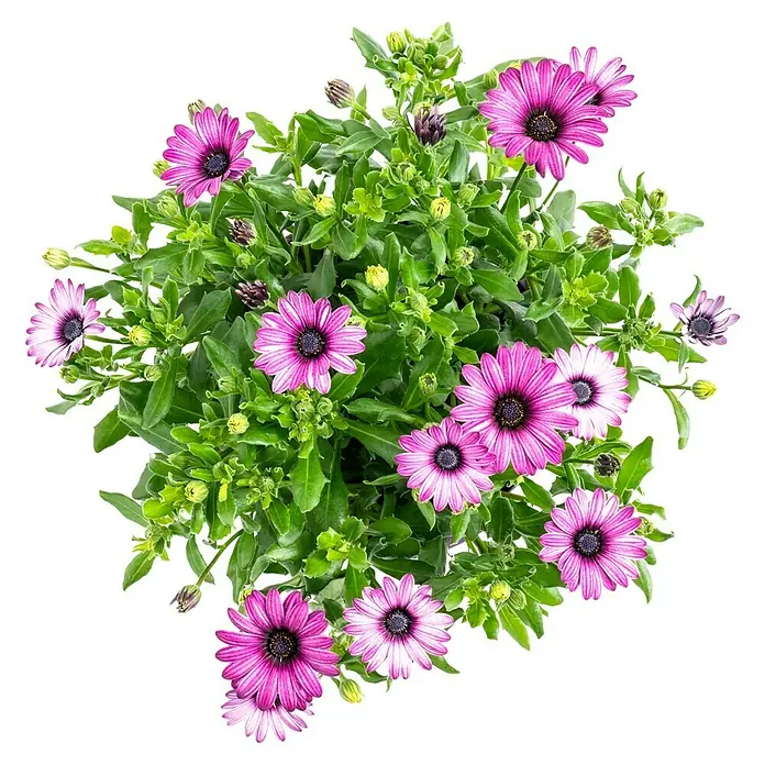 Piardino Kapkörbchen - Osteospermum ecklonis, Topfgröße: 18 cm, Sortenabhängig - Nahaufnahme einer Osteospermum-Pflanze mit violetten Blüten und grünen Blättern vor schwarzem Hintergrund.