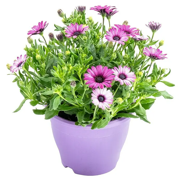 Piardino Kapkörbchen - Osteospermum ecklonis, Topfgröße: 18 cm, Sortenabhängig - Lila Osteospermum im Topf. Dekorativer Hingucker mit purpurfarbenen Blüten und üppigem Grün für Haus und Garten.
