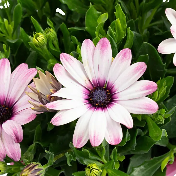 Piardino Kapkörbchen - Osteospermum ecklonis, Topfgröße: 18 cm, Sortenabhängig - Nahaufnahme von Osteospermum-Blüten mit zarten rosa und weißen Blütenblättern und einem markanten violetten Zentrum inmitten üppigem Grün.