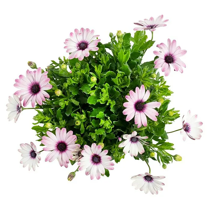 Piardino Kapkörbchen - Osteospermum ecklonis, Topfgröße: 18 cm, Sortenabhängig - Nahaufnahme einer Gruppe von rosa und weißen Gänseblümchen in voller Blüte, mit grünen Blättern und dunklem Hintergrund.