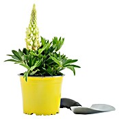 Piardino Lupine (Lupinius Legendary, Topfgröße: 14 cm) | BAUHAUS