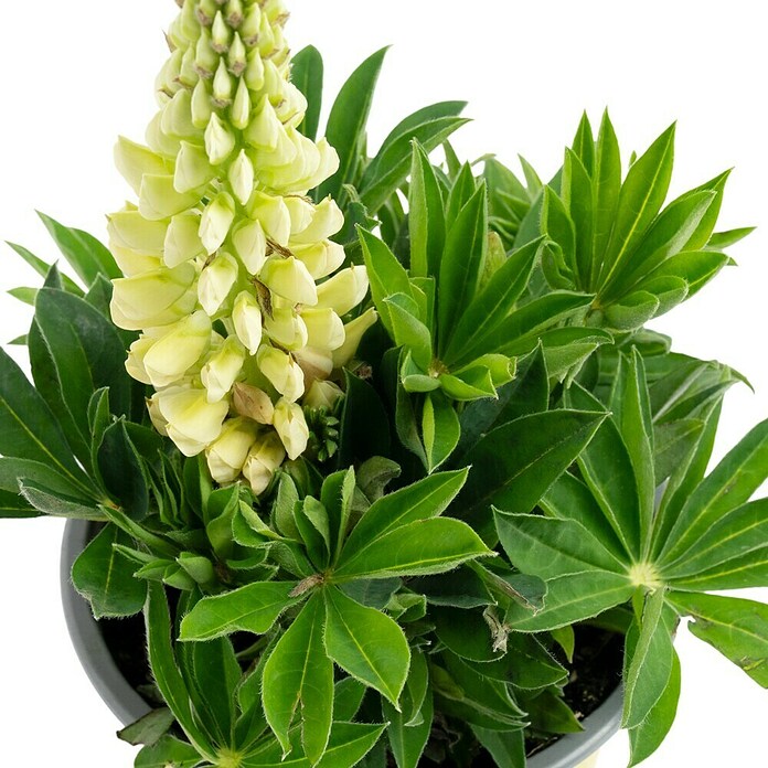Piardino Lupine (Lupinius Legendary, Topfgröße: 14 cm) | BAUHAUS